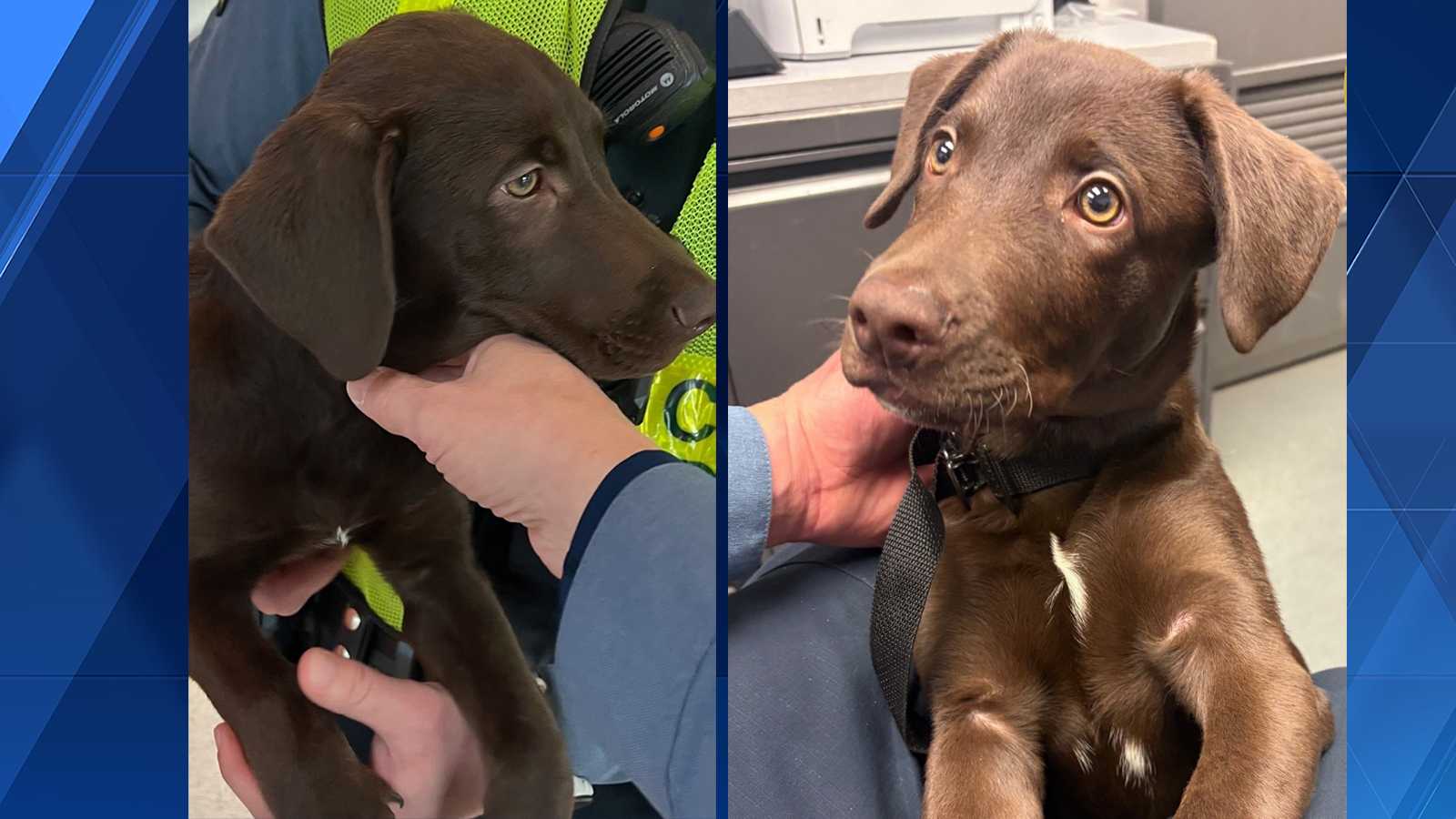 Dog abandoned at Pittsburgh International Airport, police warn travelers