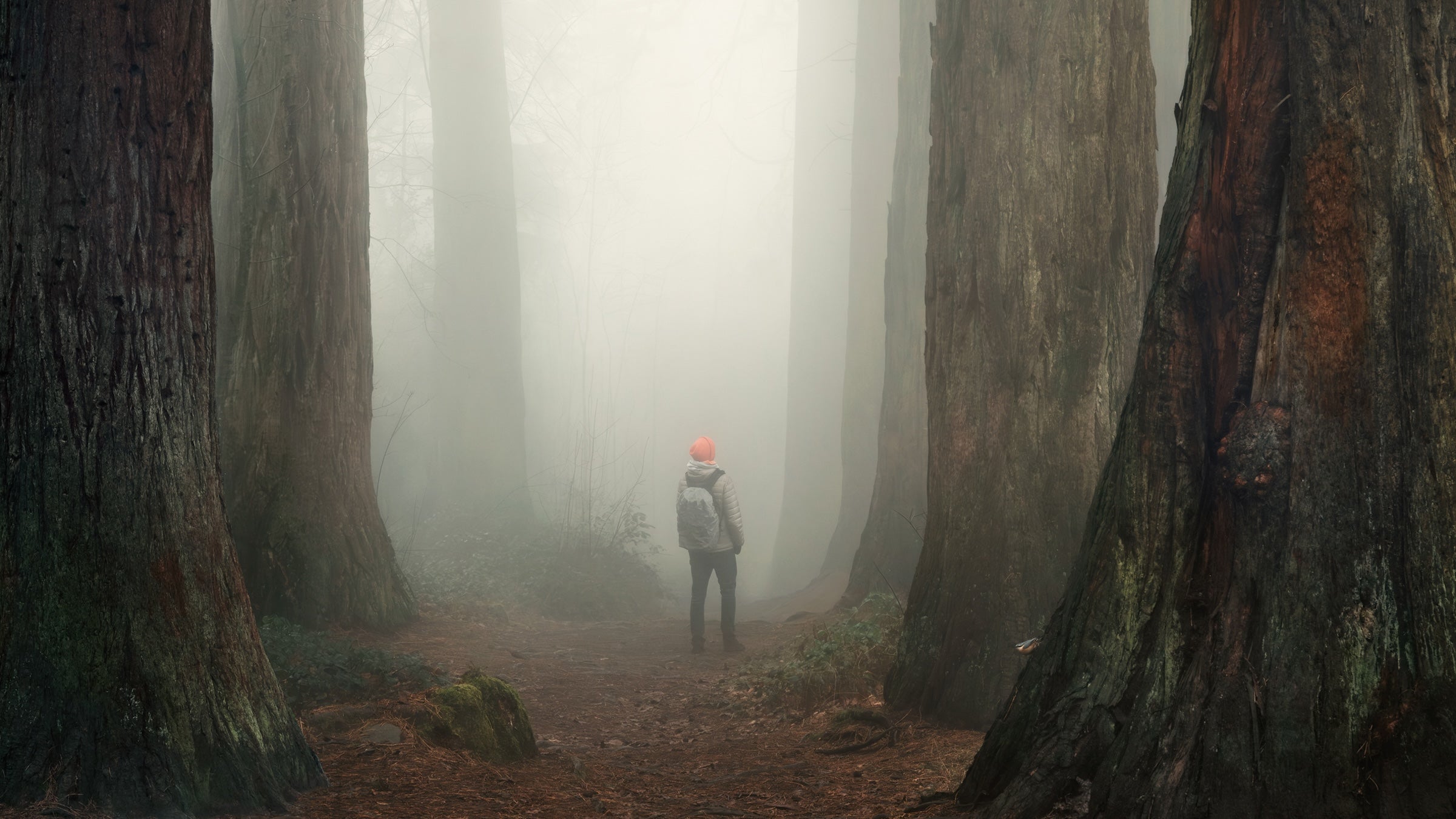 She vanished into the forest—three days later, a cry for help saved her ...