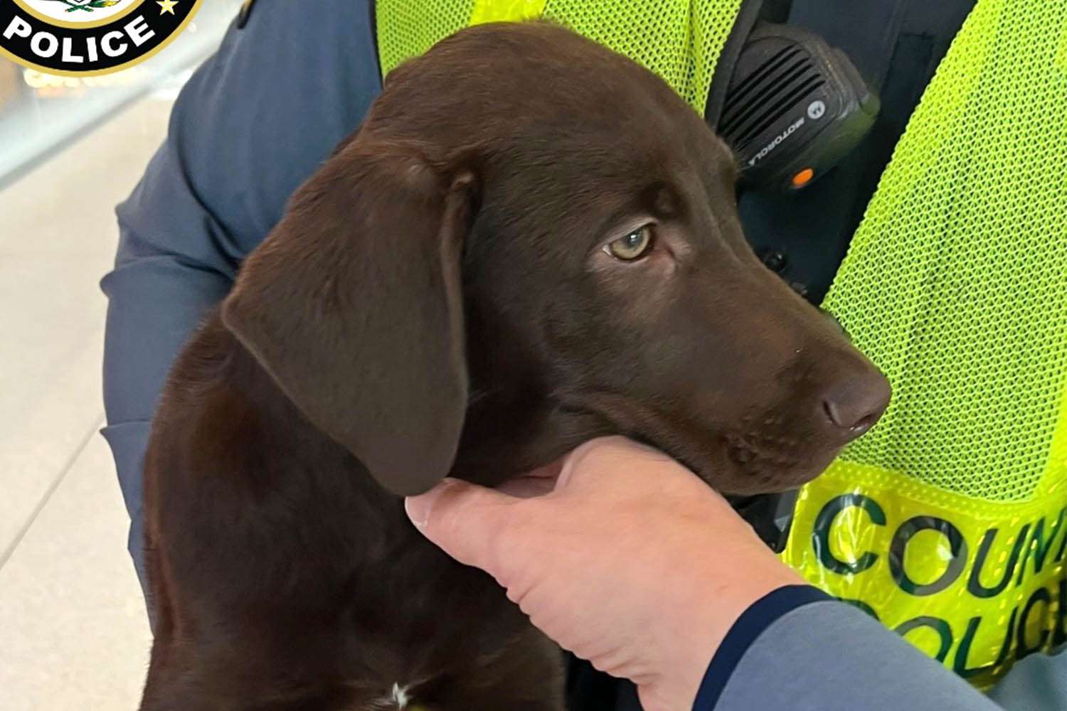 Dog owner who allegedly left a lab puppy at airport after pet couldn't ...