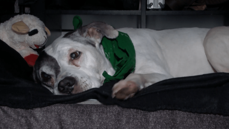 Family reunited with lost dog after 10 years