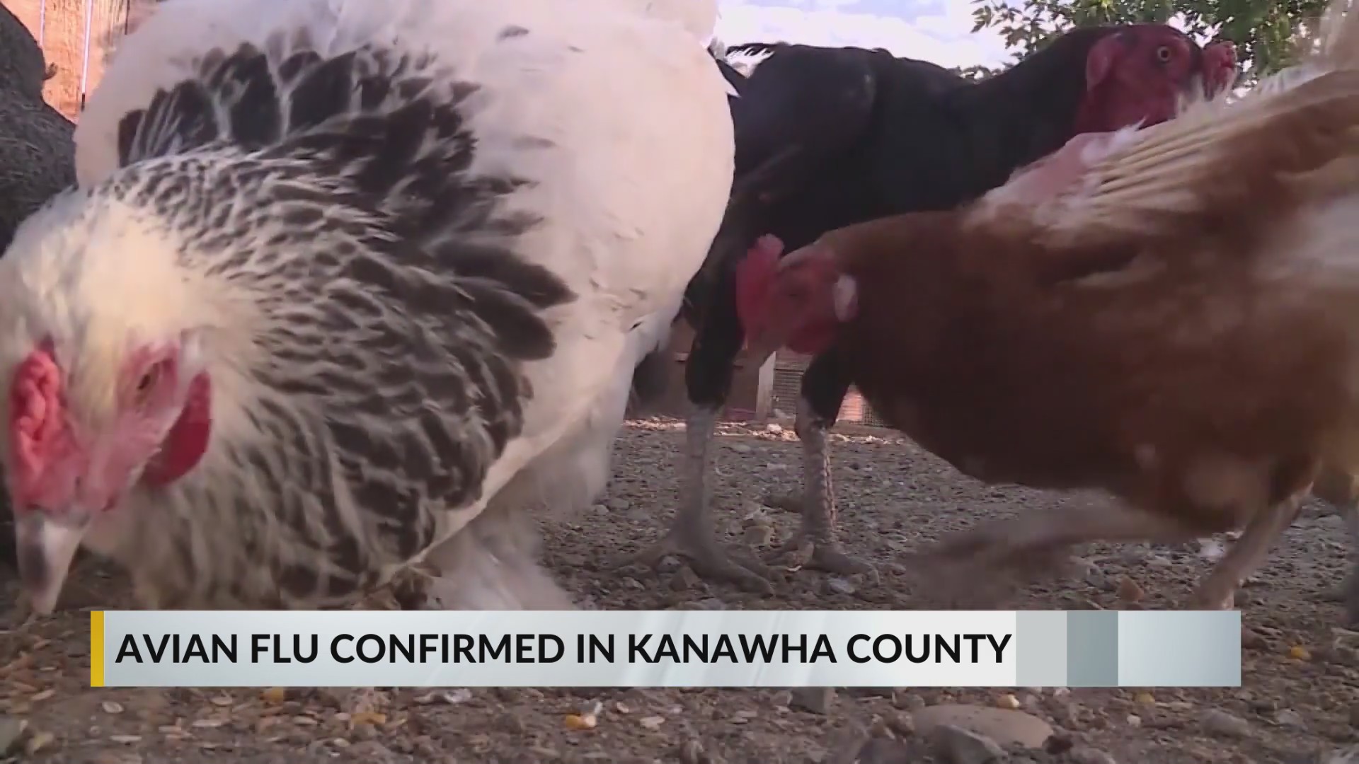 Bird flu detected in Kanawha County flock; how to prevent further spread