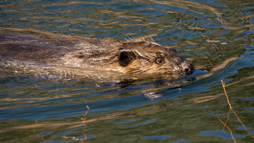 Colorado lawmakers move to protect beavers as a way to mitigate the ...