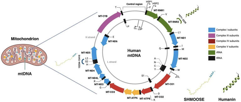 Mediterranean diet may boost mitochondrial signals linked to heart and ...