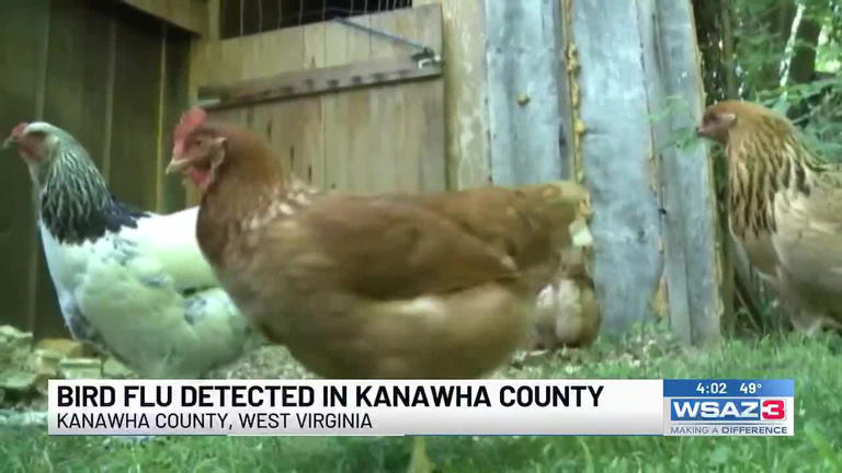 WVDA: Bird flu detected in Kanawha County