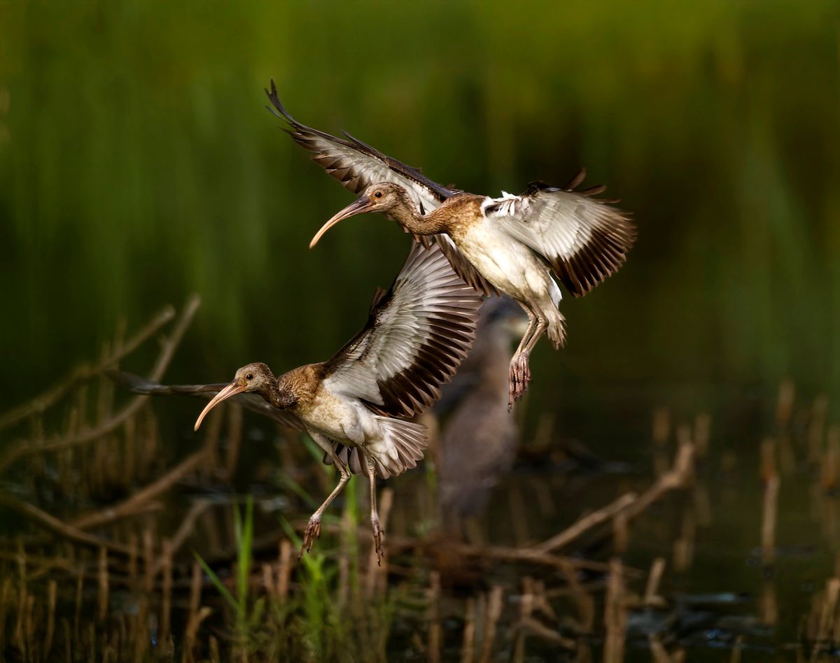 13 once-in-a-lifetime photos of rare birds