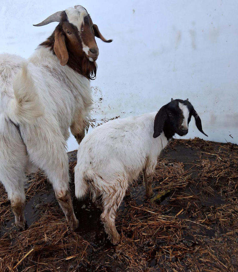 Unusual water rescue. 'Billy' and 'The Kid' pulled from flooding Yakima ...