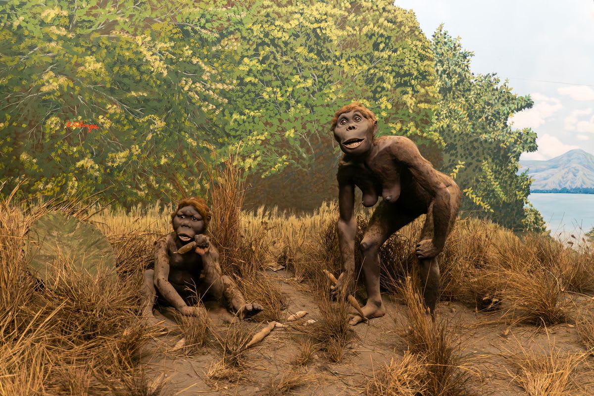 What was motherhood like for Homo erectus females?