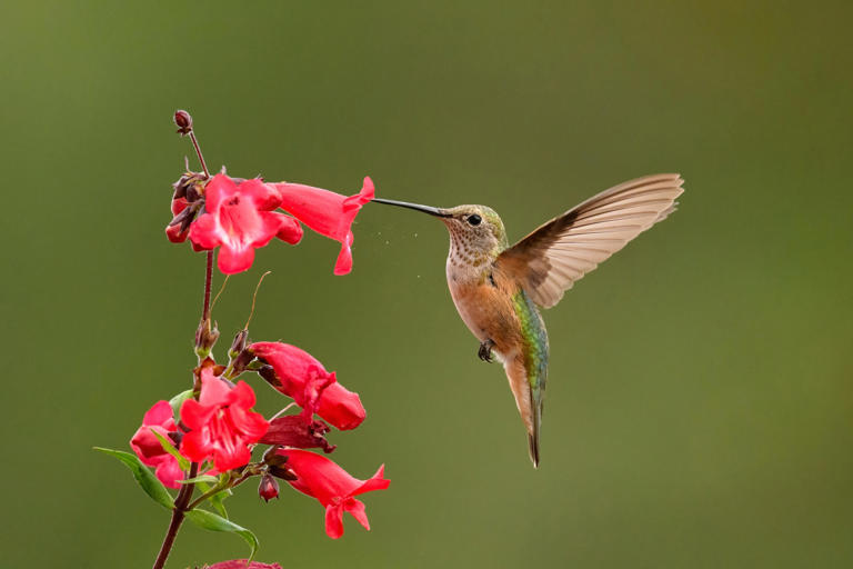These 16 flowers will keep hummingbirds coming back year after year