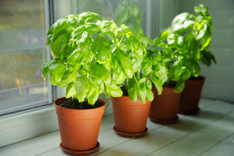 Try this easy basil transplanting method for thriving herb gardens