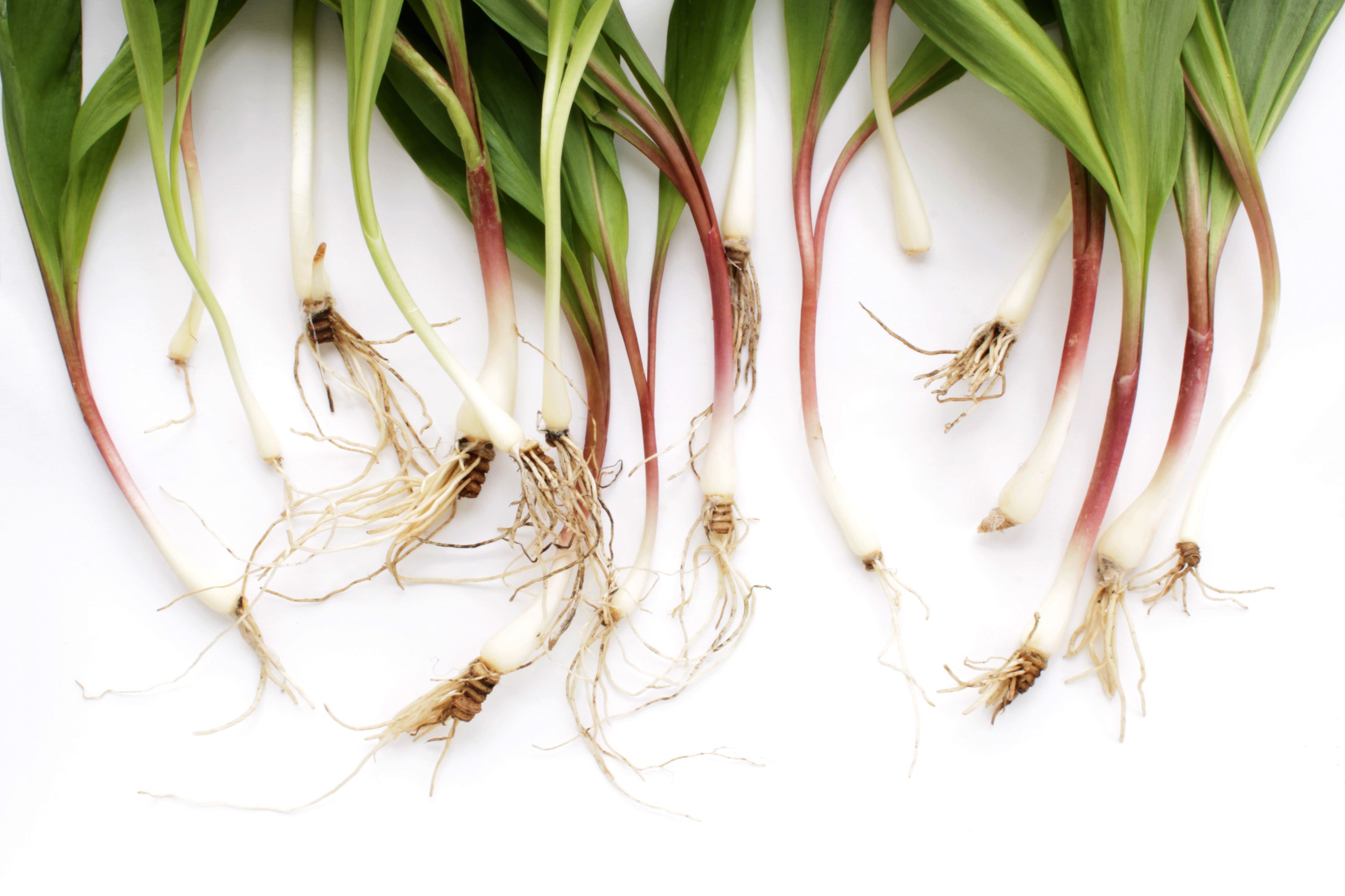 What are ramps and why is everyone, like, obsessed with them?