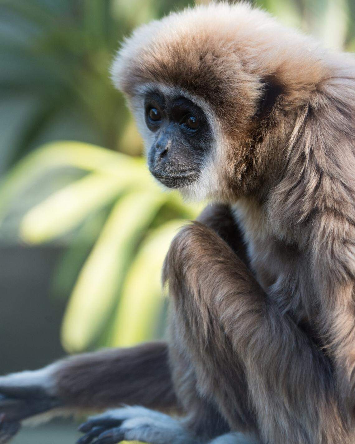 Sacramento Zoo announces the death of 54-year-old gibbon, Ewell<br>