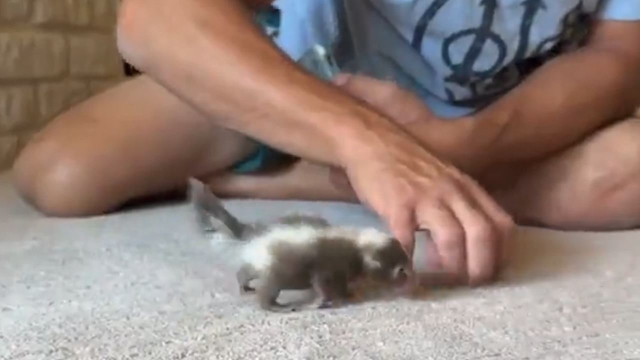 Baby skunk plays at 6 weeks old