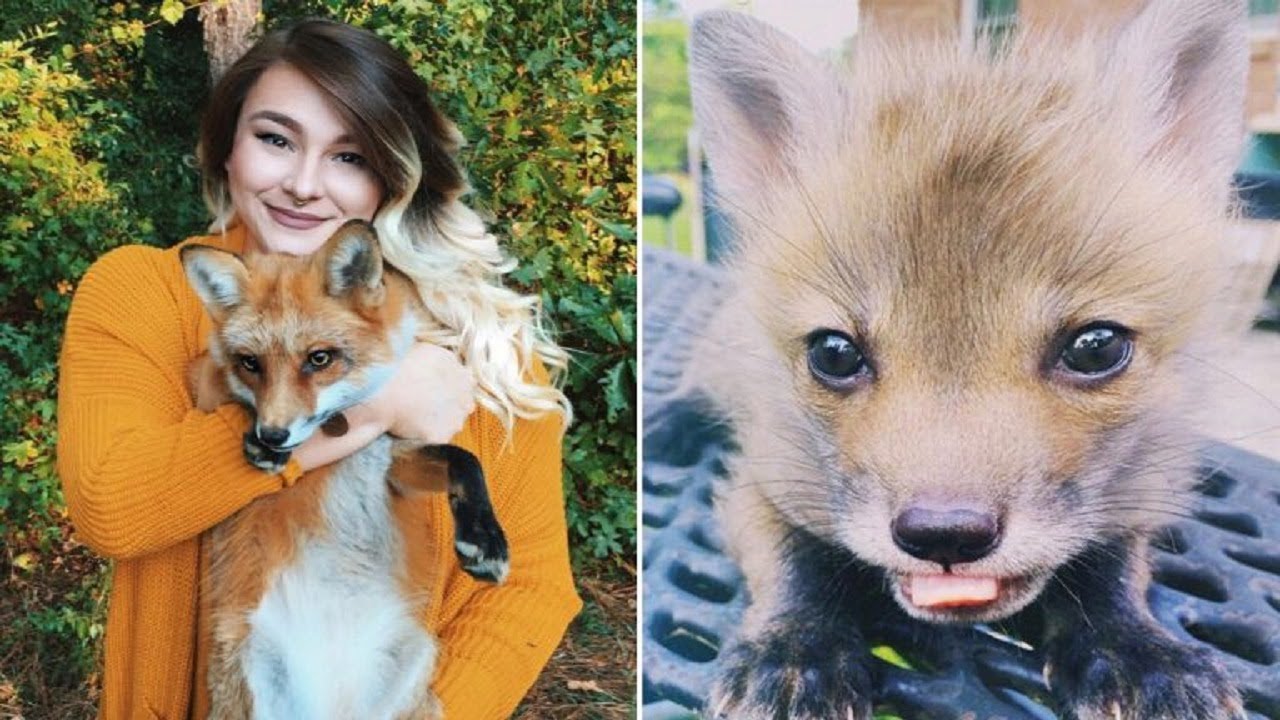 When a woman adopted this adorable baby fox, she had no idea what she ...