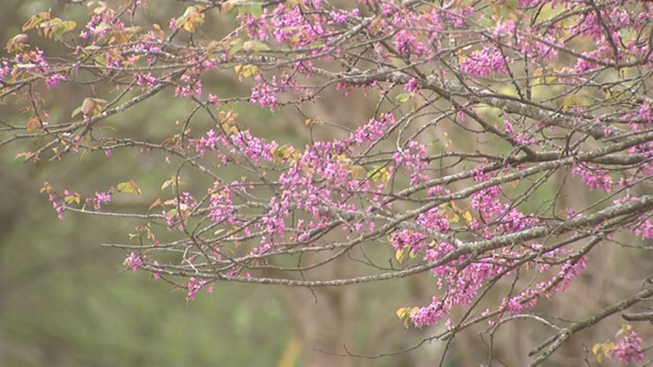 Pollen count in metro Atlanta ranked No. 16 on historic list