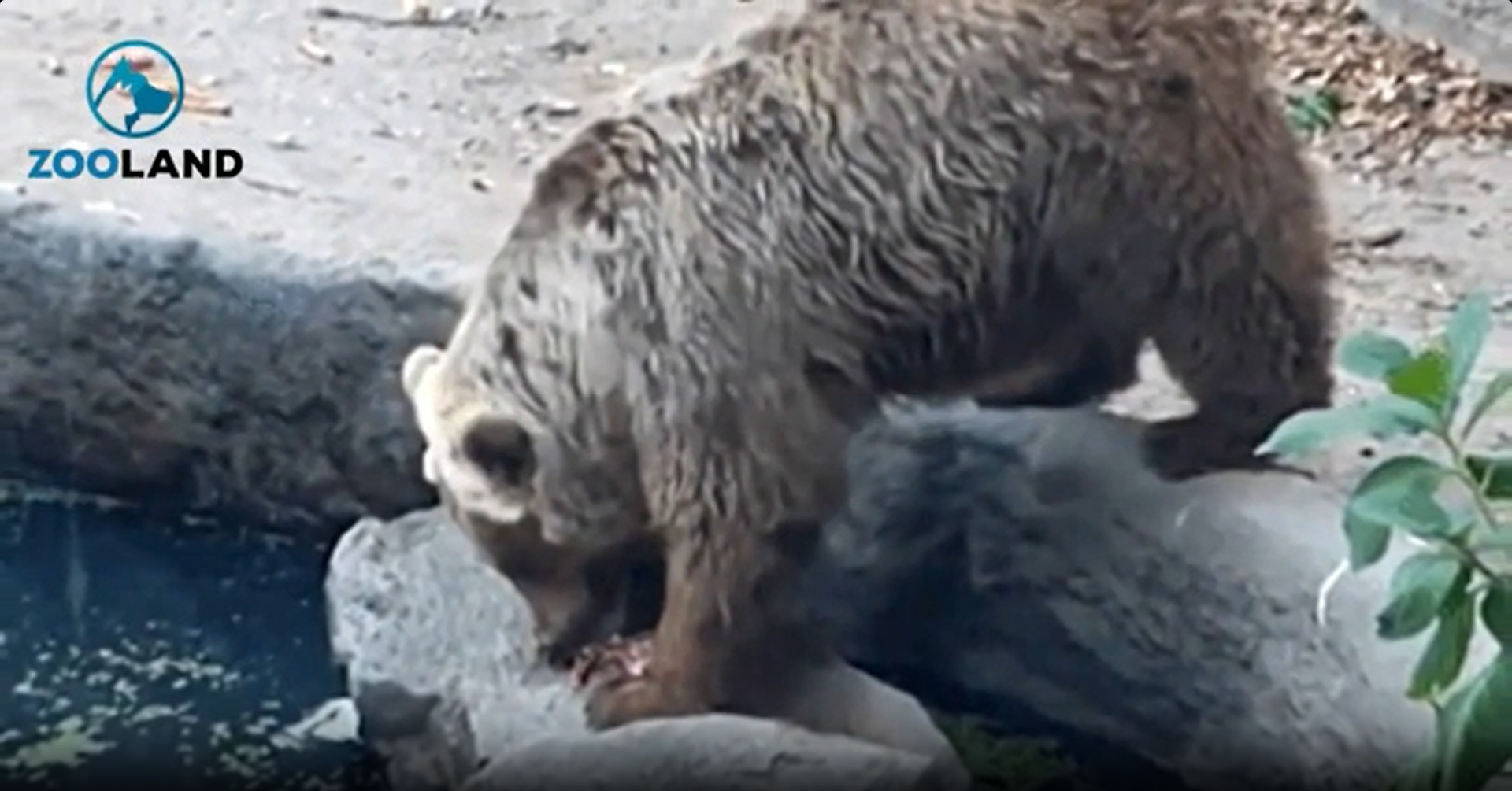 Crowd holds its breath as bear grabs a tiny creature and makes a huge ...