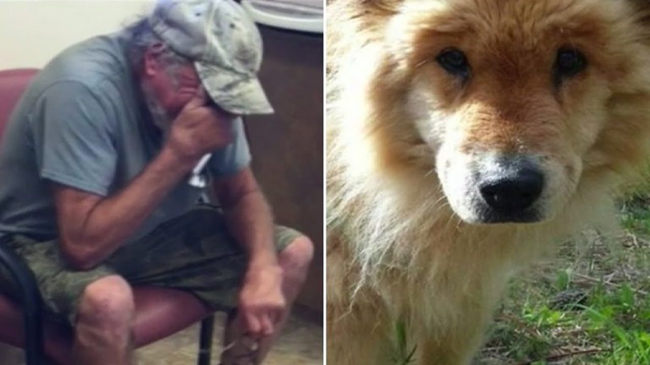This dog was lost in the woods for a month when she returned, her owner couldn’t believe his eyes<br>