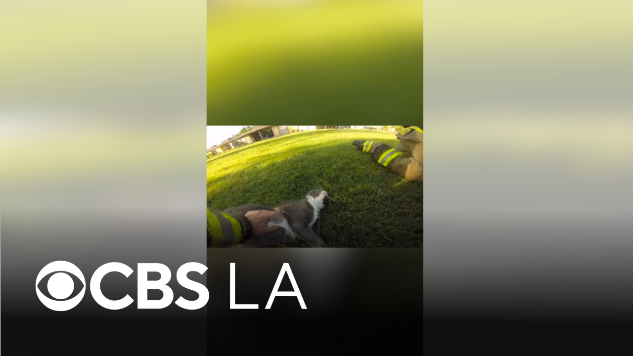 Riverside County firefighters and deputy revive 4 cats after apartment fire