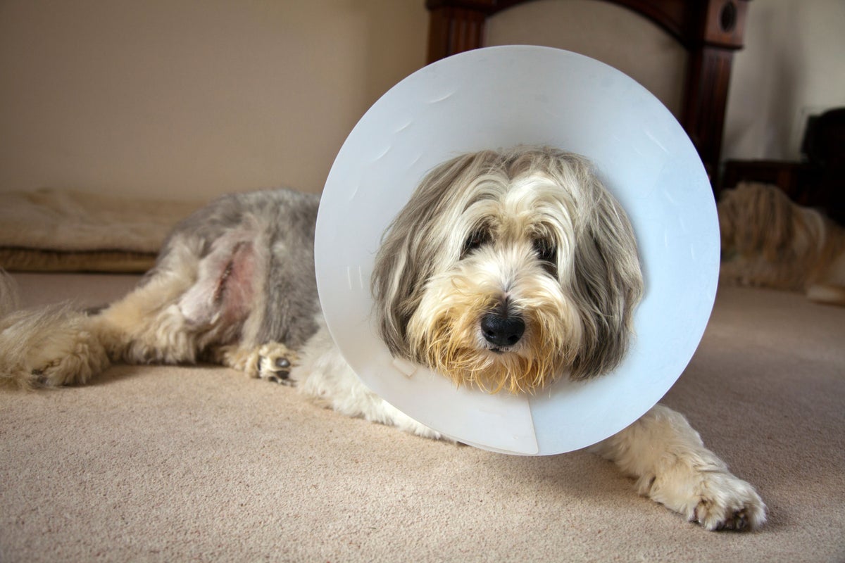 Why vets will have to cap prescriptions and publish treatment costs