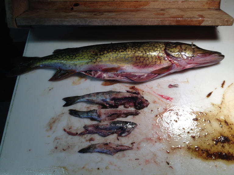 Trout catch at Kejimkujik decimated by invasion of voracious predator