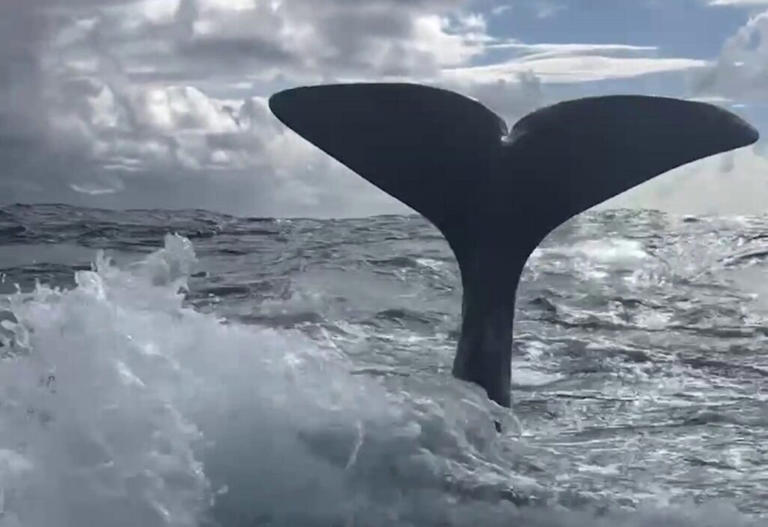 Team of rowers' epic encounter with whale in the Atlantic