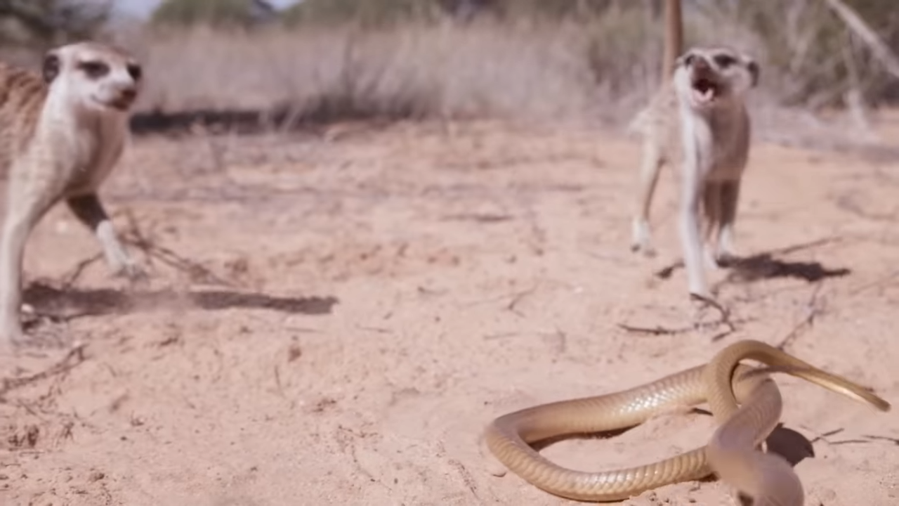 Watch the Deadliest Snake Strike at Meerkats – And There’s No Escape