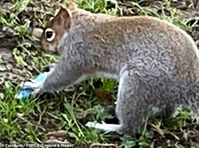 That's nuts! Squirrels are 'vaping' after mistaking the fruity smells ...