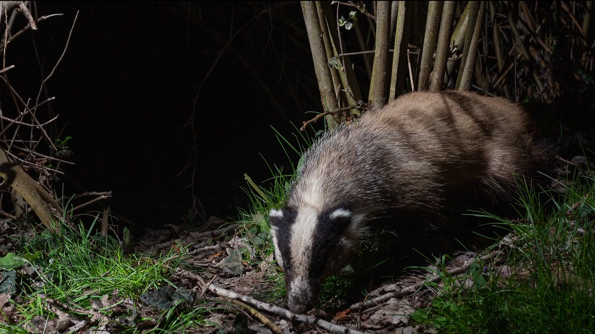 New wildlife camera location captures rare mammals