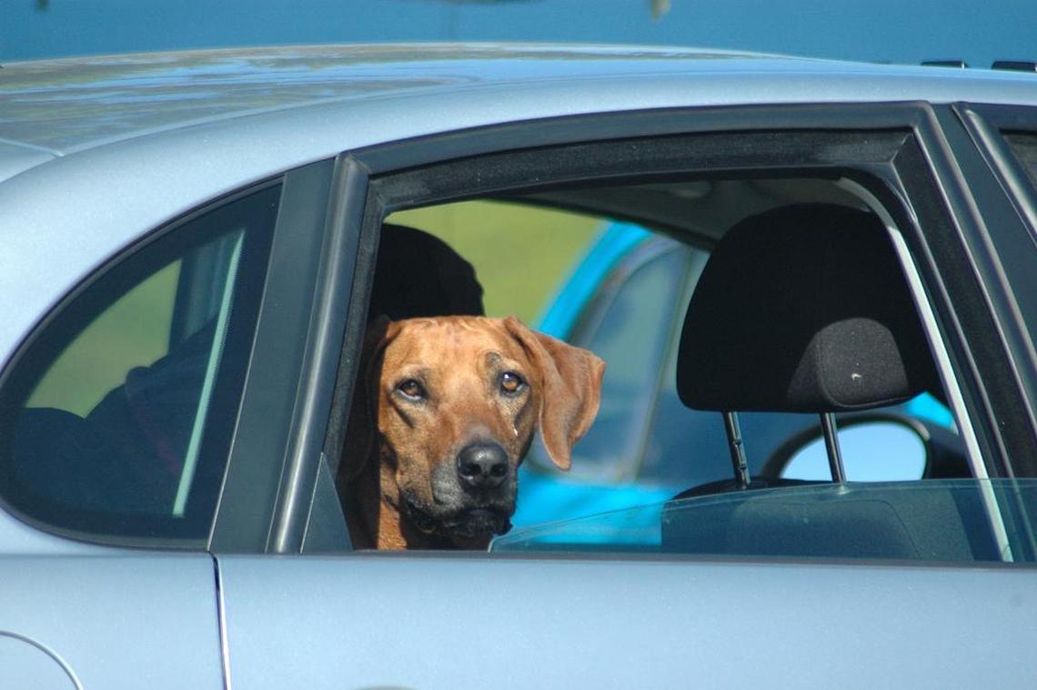 Can I break into a locked car to rescue a dog in Washington state? How ...