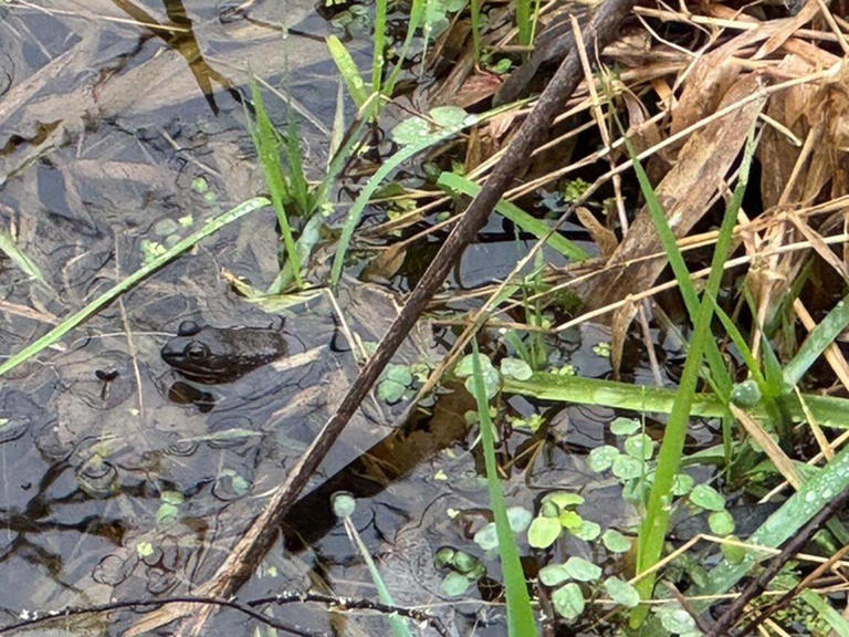 Meet the Nisqually bullfrog man. Refuge hires pro to take out invasive ...