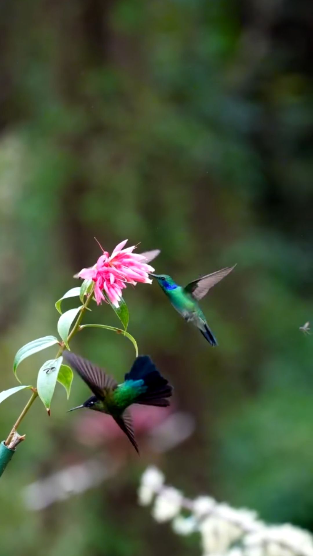 Tiny volcano to fiery hummingbirds: Stunning species insights