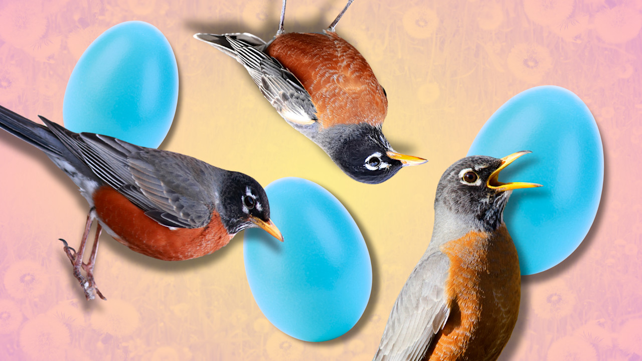 5 facts about robins—spring's unofficial mascot