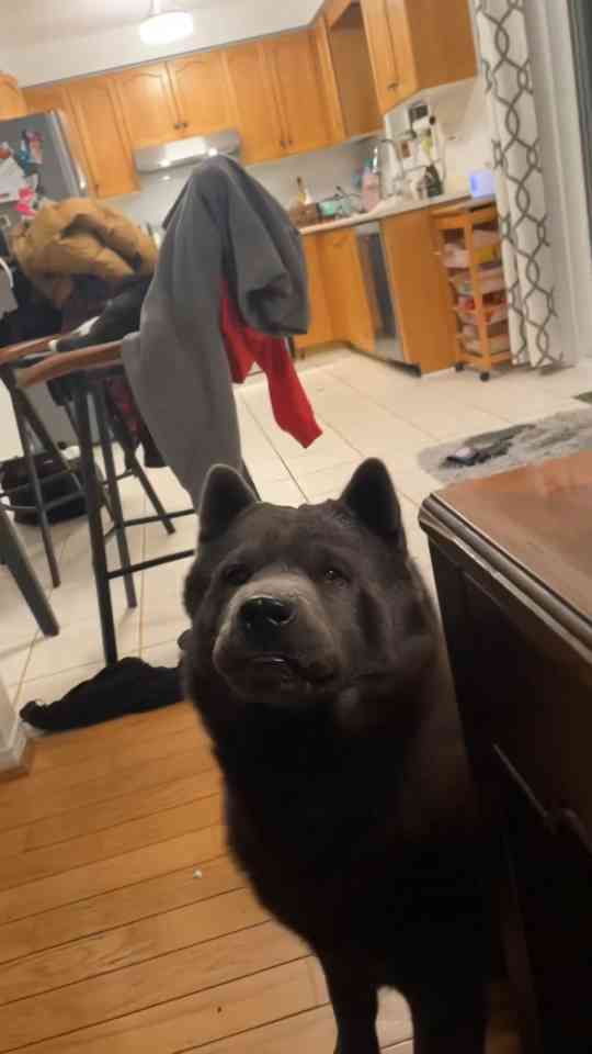 What this dog Brax wants to communicate is amazing