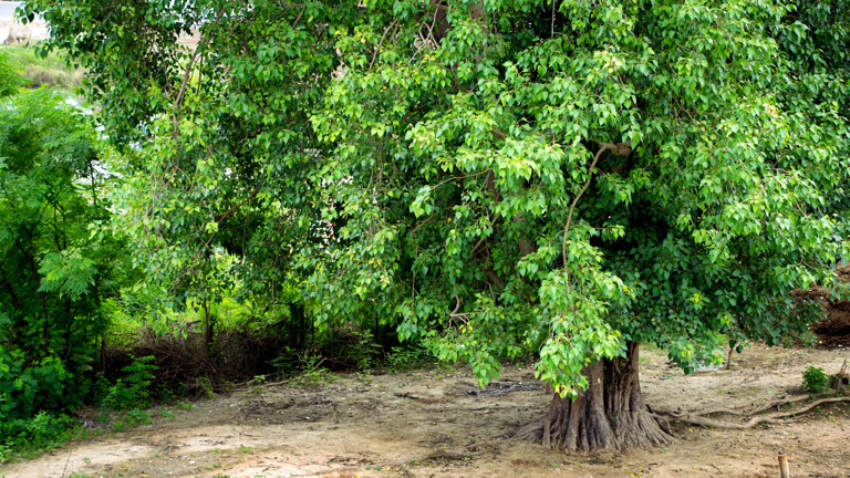 The sacred tree that never sleeps: 4 mystical secrets of Peepal tree ...