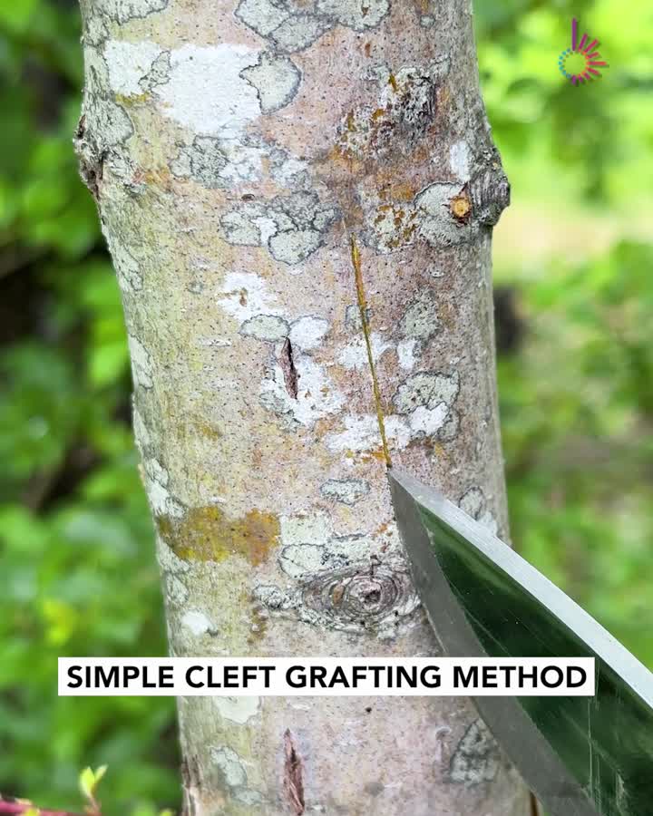 Grafting secrets revealed with this tip