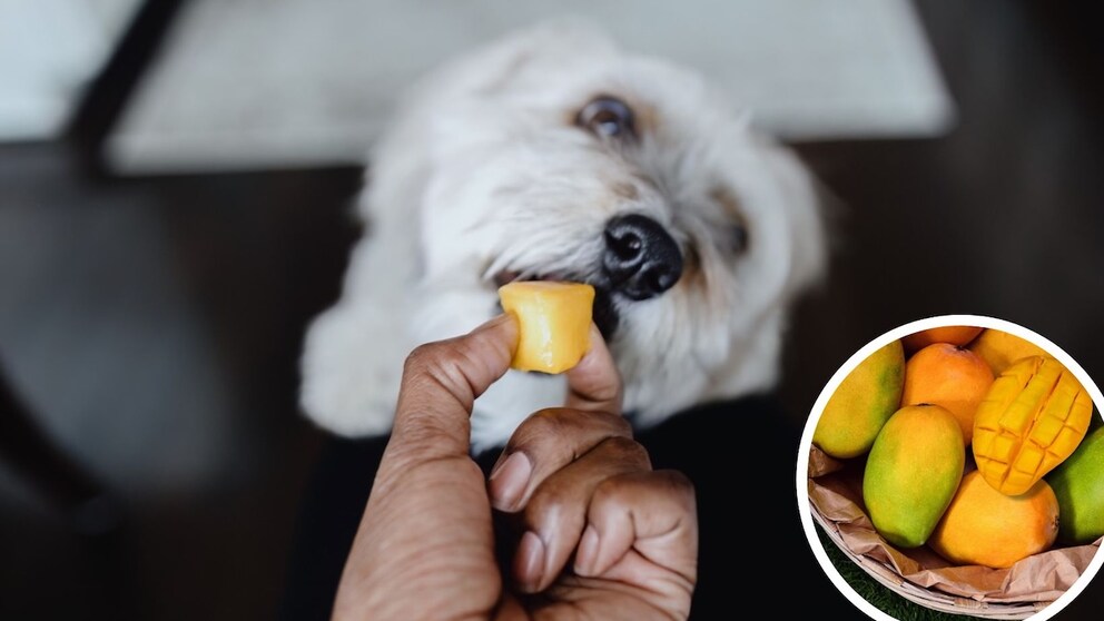 Can dogs actually eat mango?