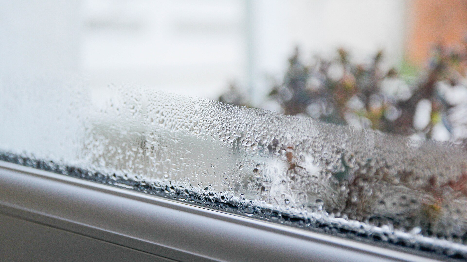 Fenster Sind Morgens Nass
