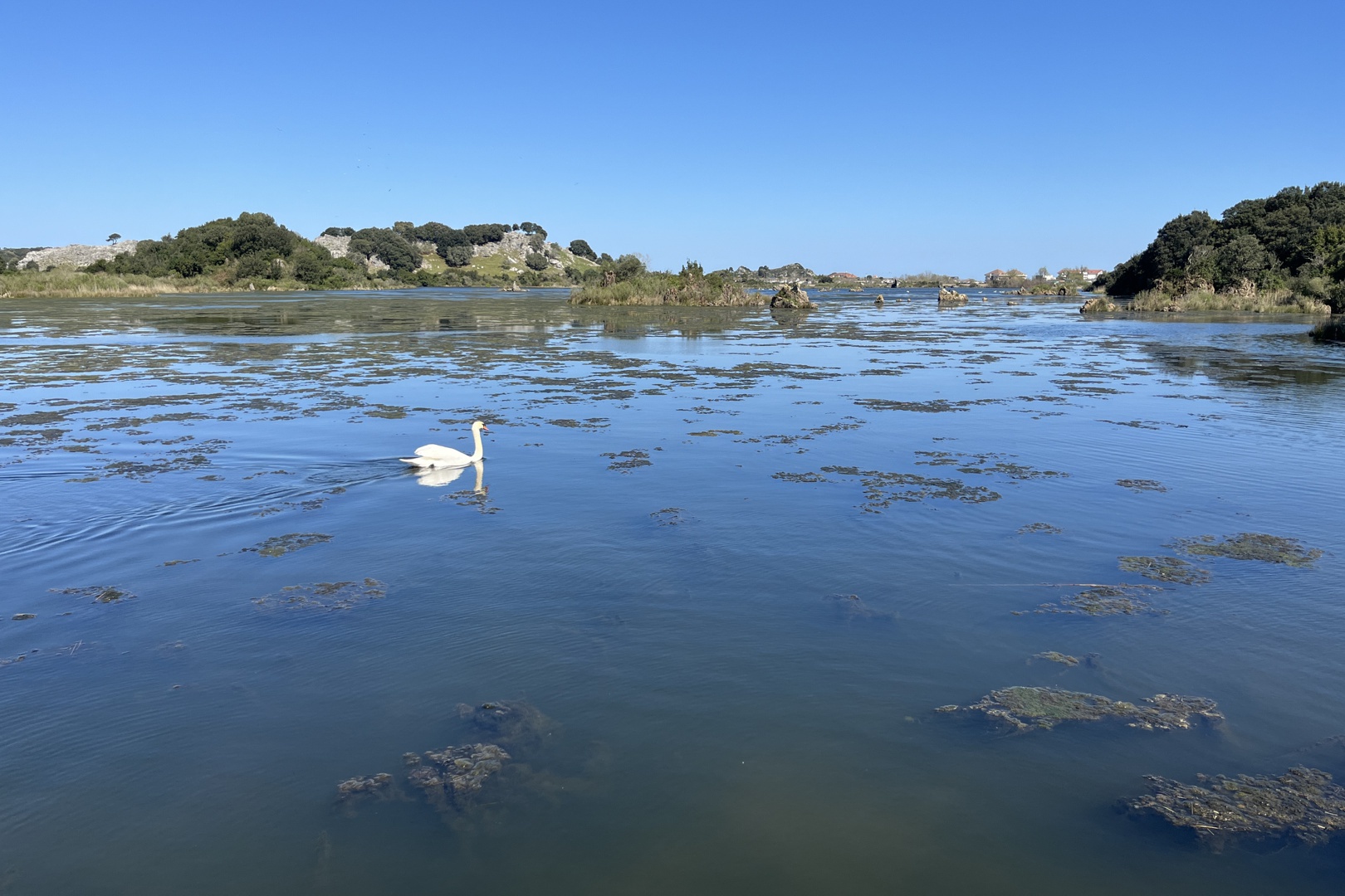 Los flamencos sureños se quedan a vivir en Cantabria por los cambios de ...