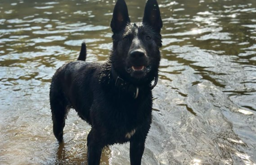 Police dog Angus catches fleeing suspect by arm after attempted car theft
