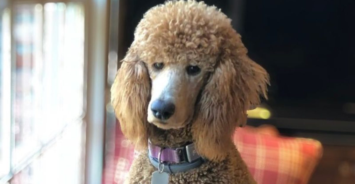 16 dog breeds that people do not expect to love this much until they ...