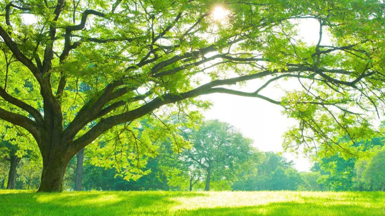 The sacred tree that never sleeps: 4 mystical secrets of Peepal tree ...