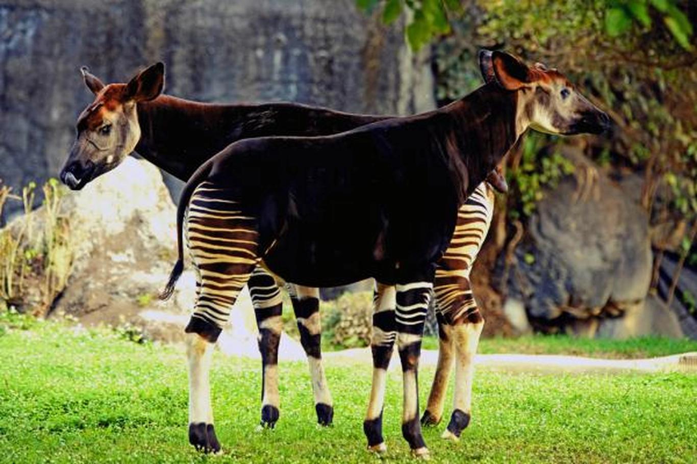 Vypadá jako zebra, ale je to spíš žirafa: Poznejte okapi, zvíře plné ...