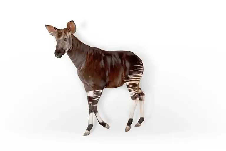 Vypadá jako zebra, ale je to spíš žirafa: Poznejte okapi, zvíře plné ...