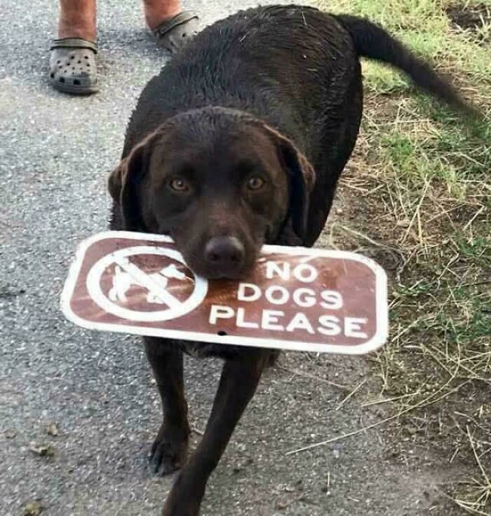 45 Ironic And Sarcastic Images For People With Great Sense Of Humor