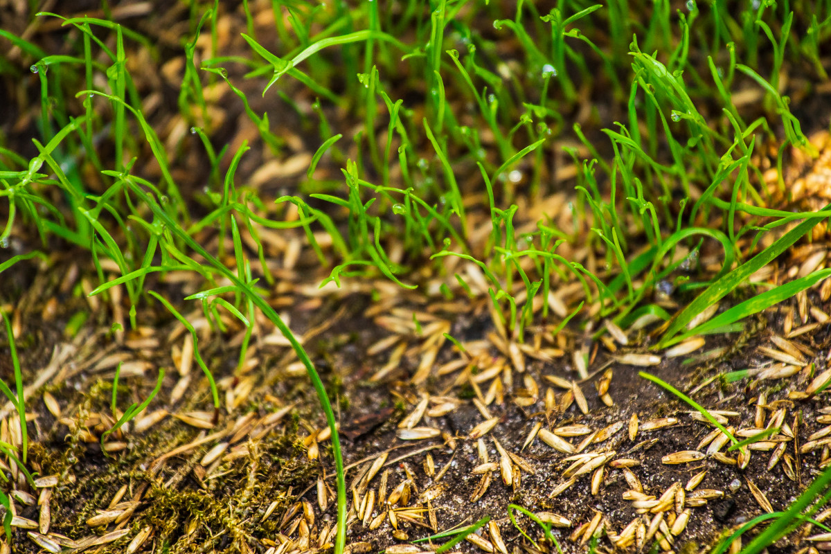 This is the only grass seed worth planting right now (most people get ...