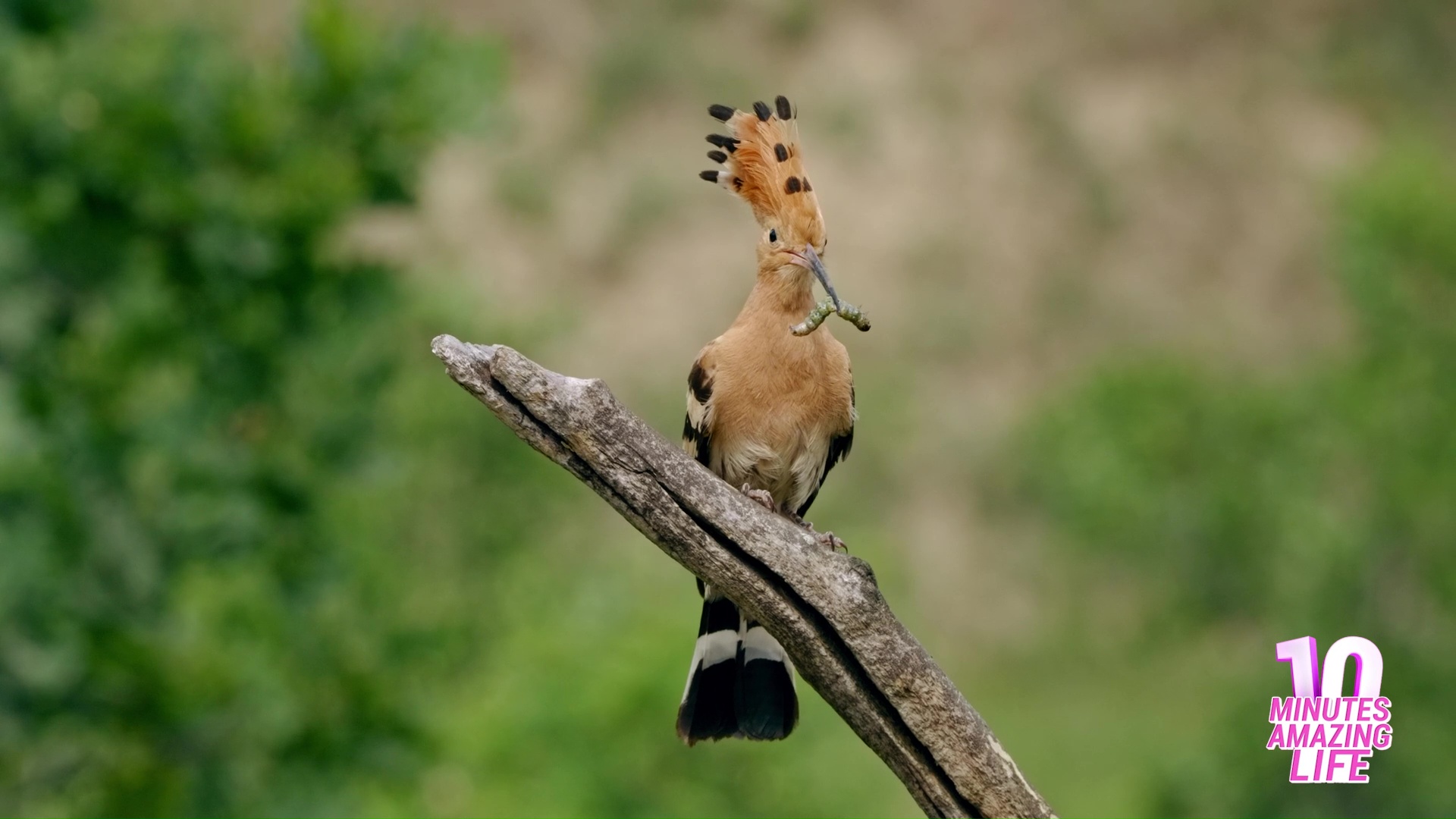 This bird returned with food for its chick