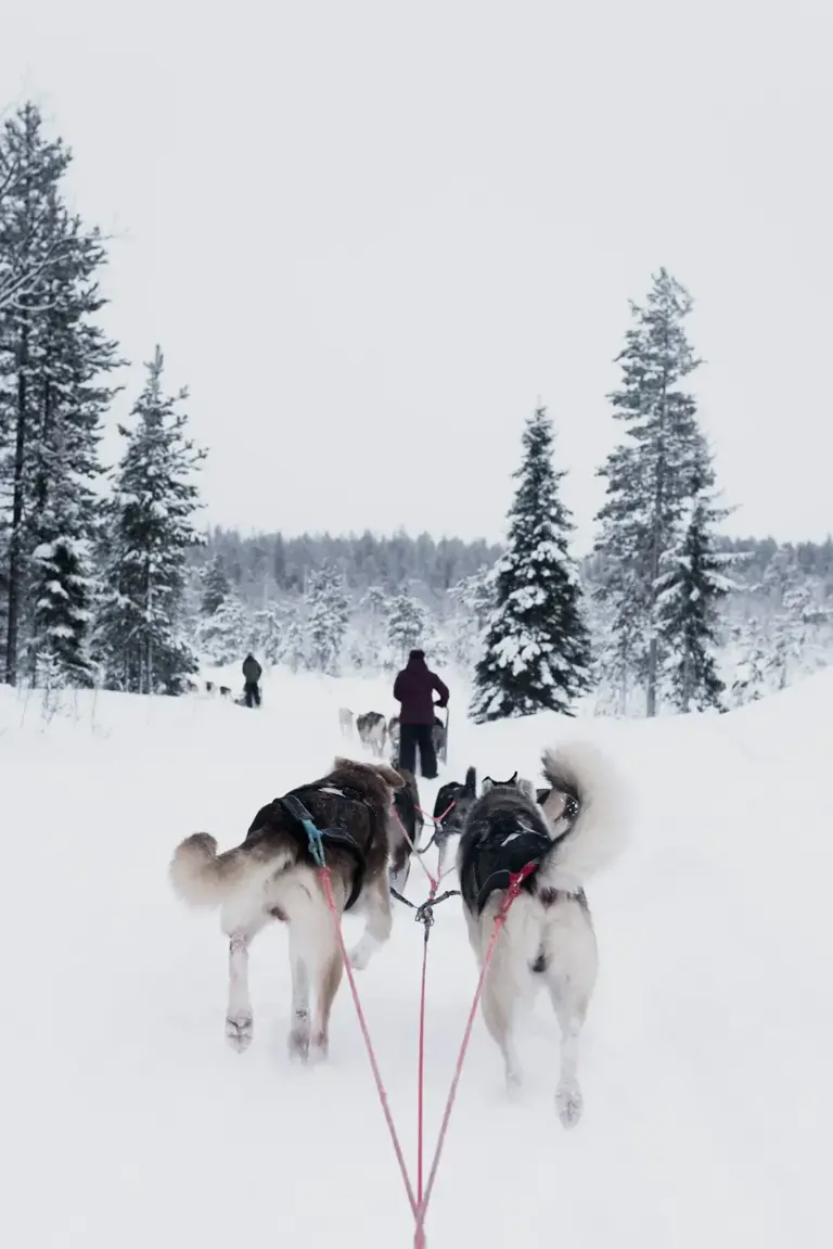 7. The Call of the Wild – Jack London (1903) (Image Credits: Unsplash)