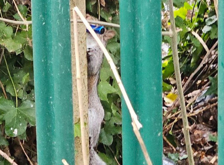Squirrel filmed 'vaping' in park after 'mistaking smell for food'