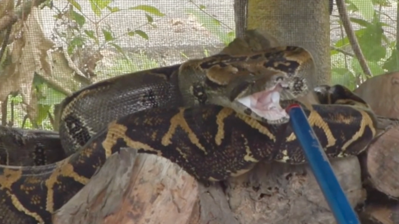 That snake was seriously intimidating