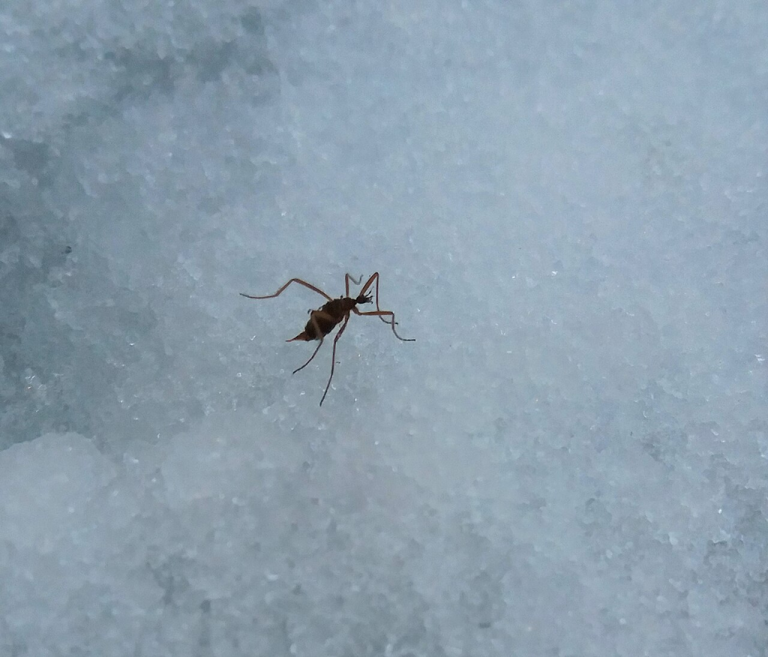 Bug’s ‘mind-boggling’ ability to create heat to avoid freezing to death