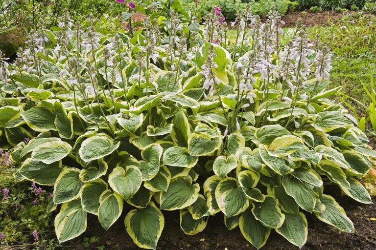 Where do hostas grow best? Gardening experts share the sweet spot